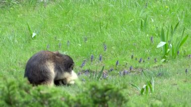 groundhogs mücadele. Alp Dağ sıçanı.