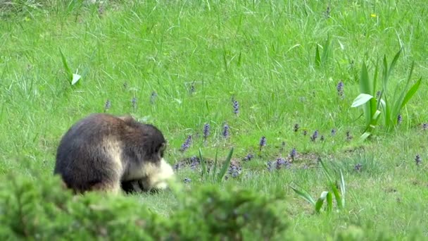 Lucha contra las marmotas. Marmota alpina . — Vídeos de Stock