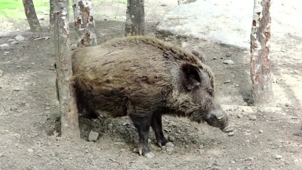 Wild boar rubbing its back against a tree — Stock Video