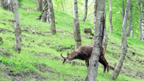 Chamois into the wild — Stock Video