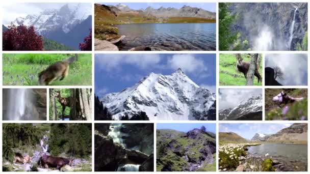 Alps collage. Fauna and flora. Alpine landscapes and animals.