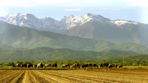 Bovinos em uma paisagem alpina — Vídeo de Stock