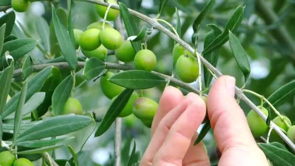 Sklizeň oliv — Stock video