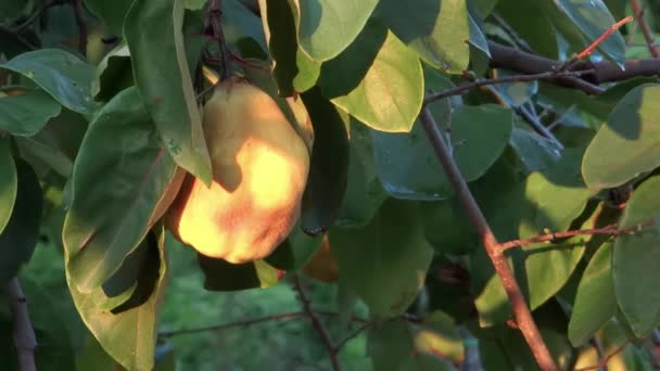 Harvesting a quince — Stock Video