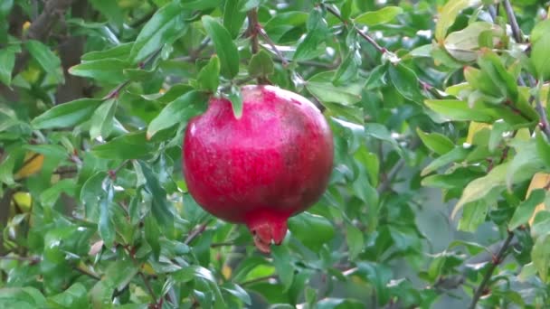 Granatäpfel ernten — Stockvideo