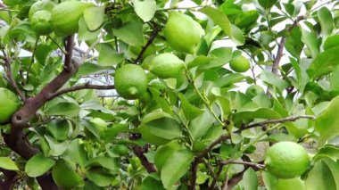 Yeşil limon