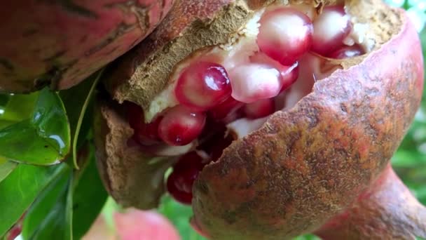 Harvesting pomegranates — Stock Video