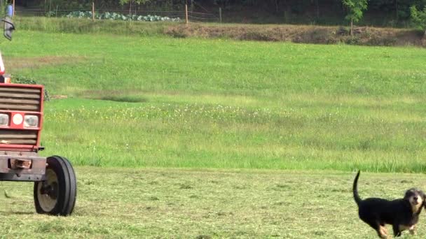 Le chien et le tracteur 