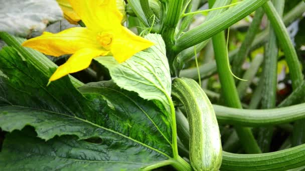 Oogsten courgette — Stockvideo