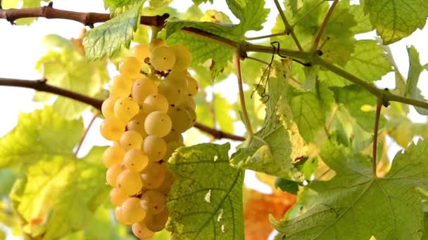 Witte druiven oogsten — Stockvideo