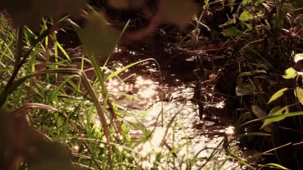 灌溉渠 — 图库视频影像