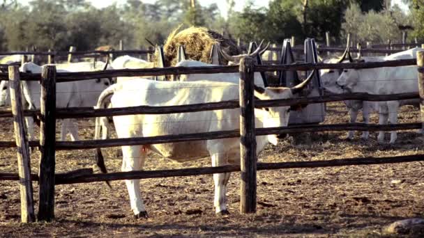 Cows from maremma — Stock Video