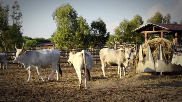 Krávy z maremma — Stock video