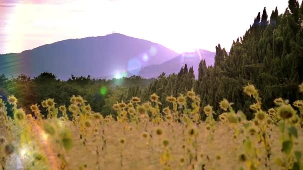 在托斯卡纳的向日葵 — 图库视频影像