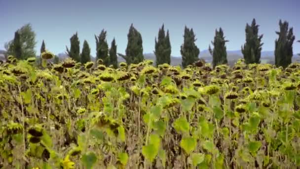 Подсолнухи в Тоскане — стоковое видео