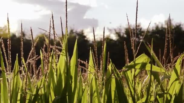 Campos de maíz, retroiluminación — Vídeos de Stock