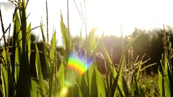 Campos de milho, luz de fundo — Vídeo de Stock