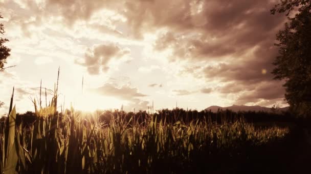 Maisfelder, Gegenlicht — Stockvideo