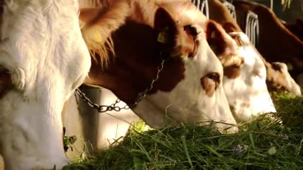 Cows eating — Stock Video