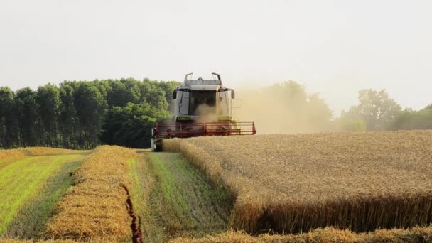 Landbouw, combine harvester — Stok video