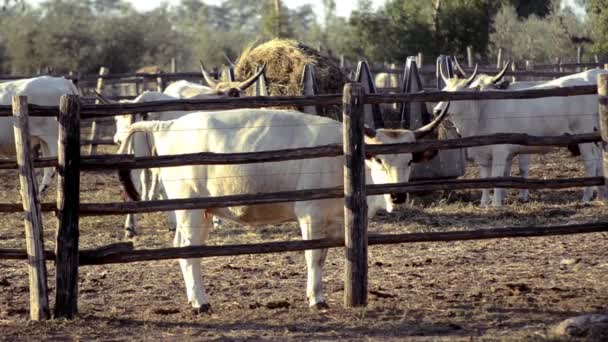Коровы из мареммы — стоковое видео