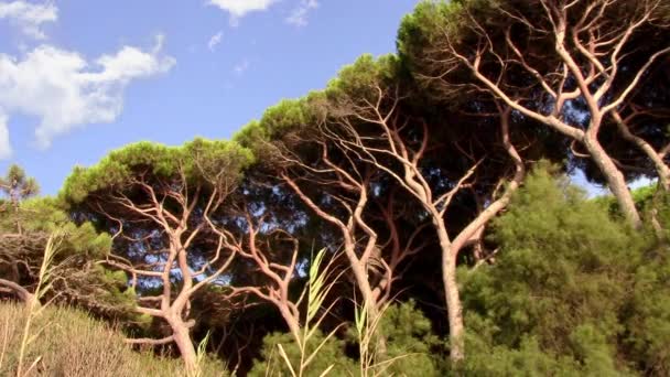 Tuscany, maritime pines — Stock Video