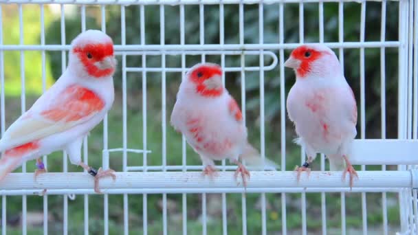 Canary birds — Stock Video