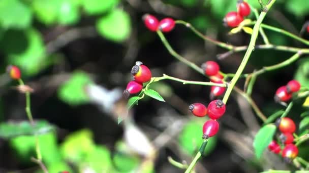 Rowan berries — Stock Video