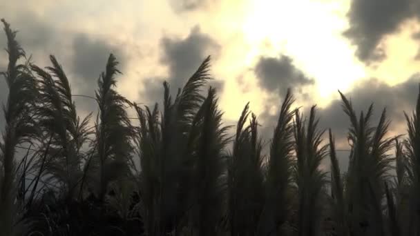 Marsh reeds — Stock Video