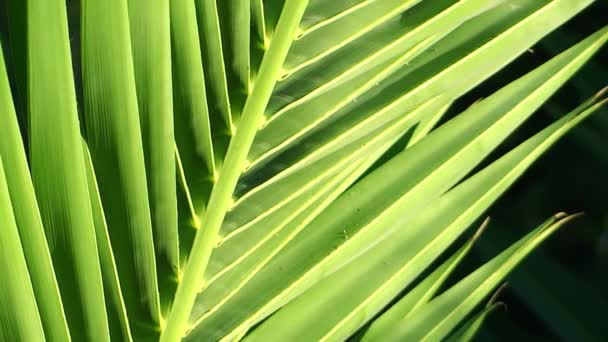 Palm leaf close up — Stock Video