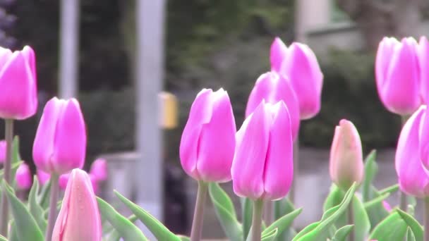 Blommor i stan — Stockvideo