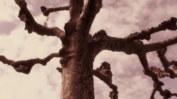 Old and wise. Gothic tree, fantasy mood. — Stock Video