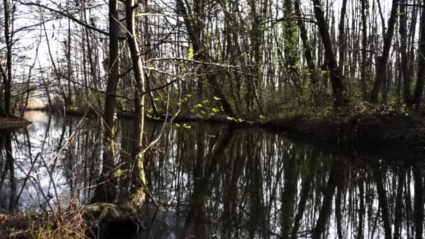 Marais, poignée de poupée — Video