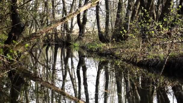 Marais, poignée de poupée — Video