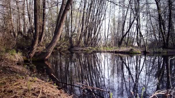 Marshland, Доллі зчеплення — стокове відео