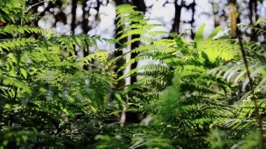 Ferns. ağaç altındaki çalılık.
