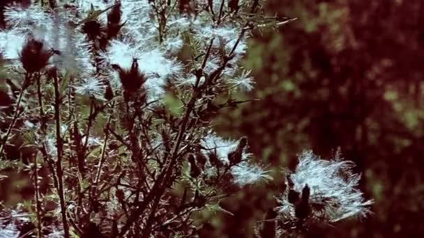 White thistles — Stock Video