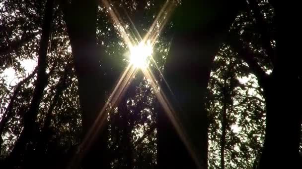 Sol tråg träden — Stockvideo