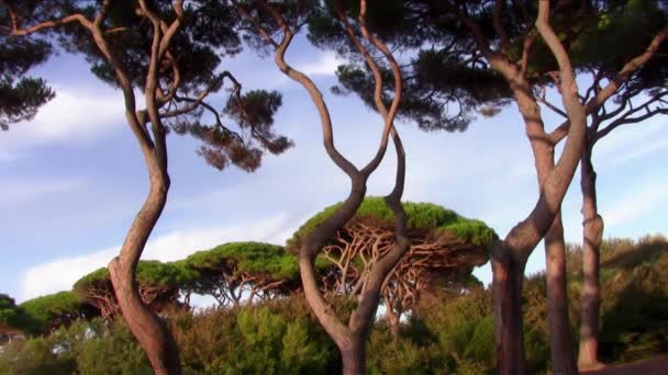 Toscana, pini marittimi — Video Stock