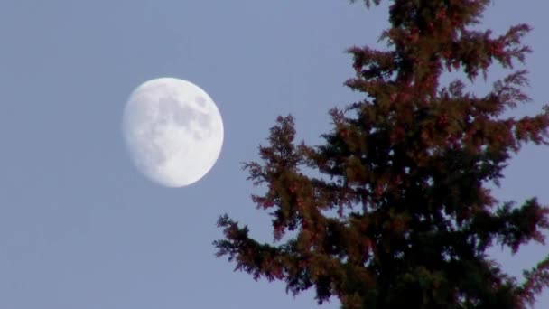 День луны — стоковое видео