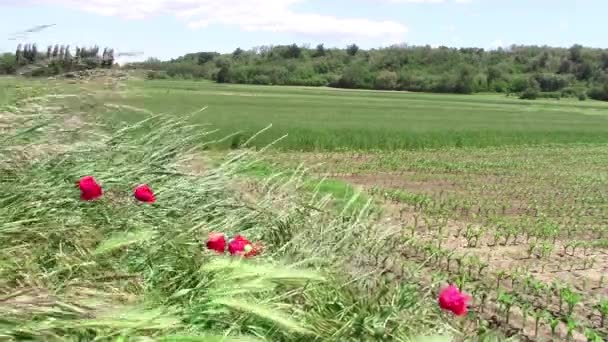 Campo, viento fuerte. — Vídeos de Stock