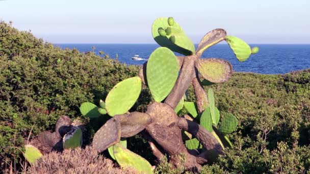 Prickly pear and speedboat in sicily — Stock Video