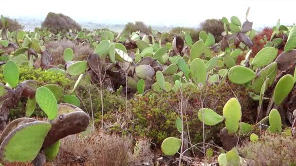 Sicilia, peras espinosas — Vídeos de Stock