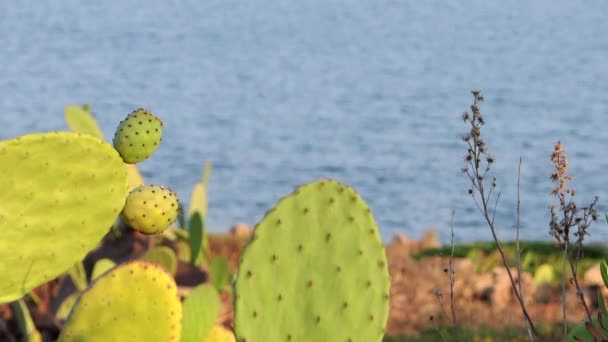 Méditerranéenne, poire piquante — Video