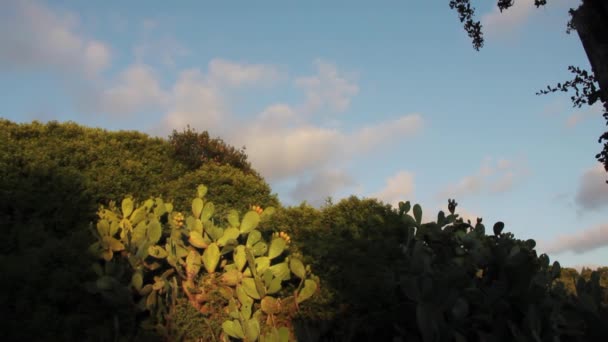 Сицилия, колючие груши — стоковое видео
