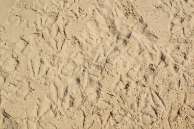 kuşların adımları