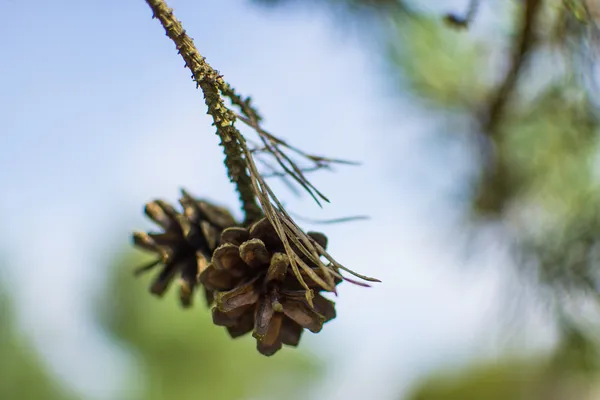 Cones of pine — Stock Photo, Image