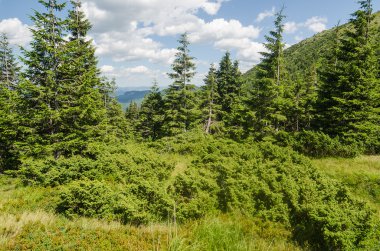 Ukrayna 'daki Karpat Dağları