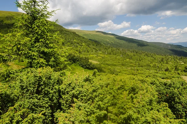 Montagnes des Carpates en Ukraine — Photo