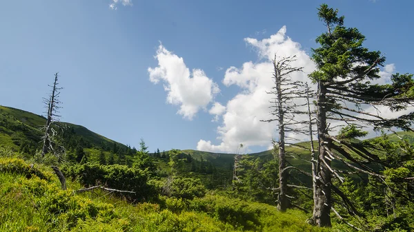 Montagnes des Carpates en Ukraine — Photo